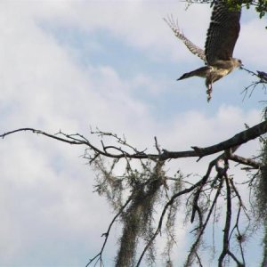 Red Tailed Hawk in Flight