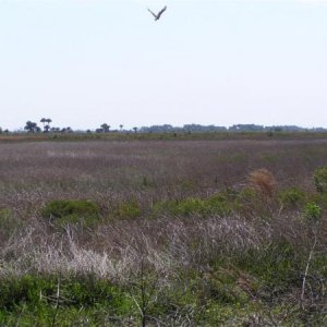 Red Tailed Hawk in Flight