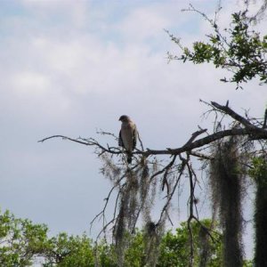 Red Tailed Hawk on Branch