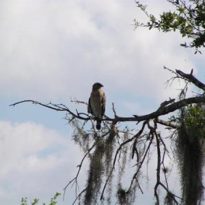 Red Tailed Hawk on Branch