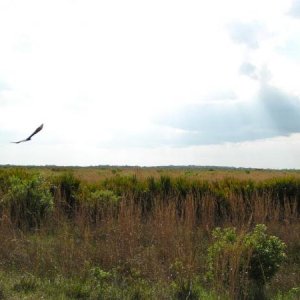 Vulture in Flight