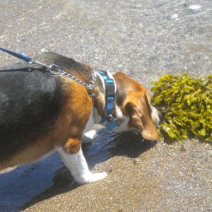 Ryley discovers seaweed!!