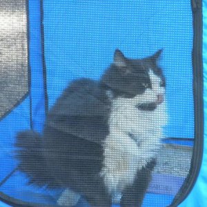 Suzi Cat in her camping tent.