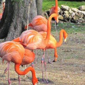 Hommossassa State Park, Florida