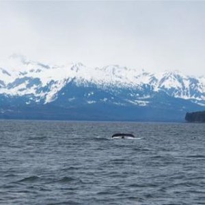 Whale tale outside of Juneau, Alaska.