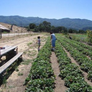 Farm nearby where you can pick your own strawberries and and rasberries