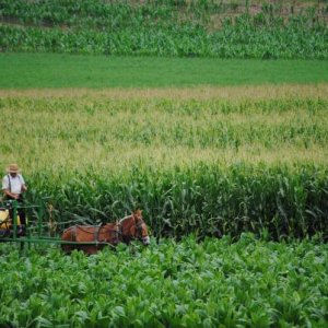 Tending the field Lancaster PA.