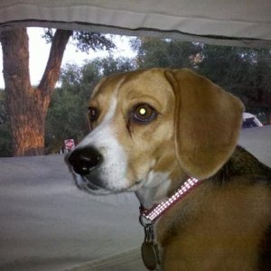 Beagle Baby watching from inside