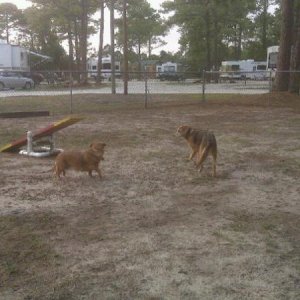 Dog park in NC for our little traveling pups