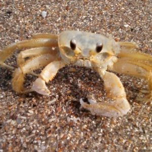 beach crab 2