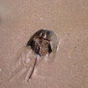 horseshoe crab