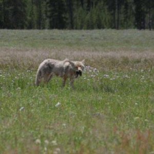 Coyote having a mole for breakfast