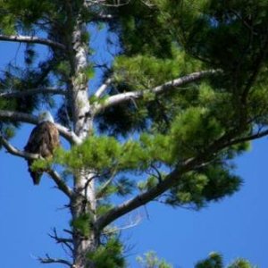 Eagle on Hamlin Lake, Ludington SP (August 2011)