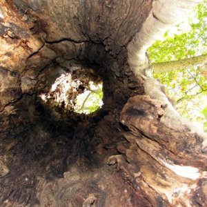 looking up inside hollow (and still alive) tree.