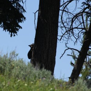 black bear cub