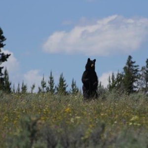 black bear standing