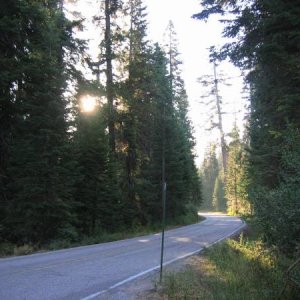 Sequoia NP