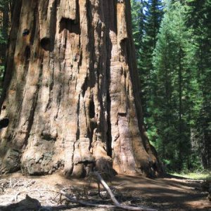 Sequoia NP