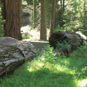 Sequoia NP