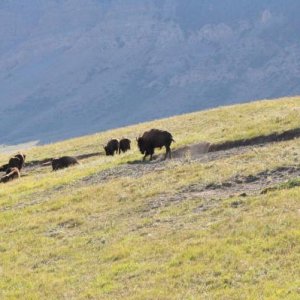 roaming bison