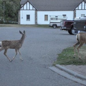 A family outing in town