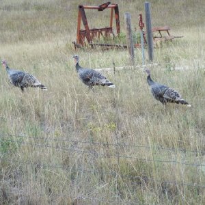 These guys are safe from Thanksgiving tradition