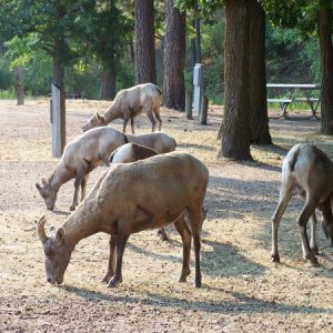 These guys showed up in our campground one morning