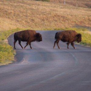 When they cross the road; you stop!