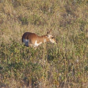 More of the park wildlife