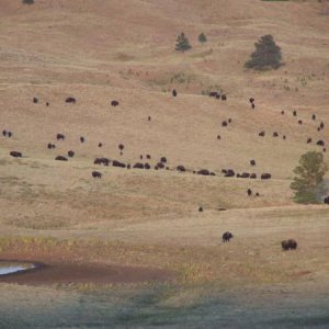 More of the 1500+ buffalo in the State Park that roam free