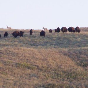 Part of the bison herd--Check out the ridge--I didn't even realize they were in the picture at the time