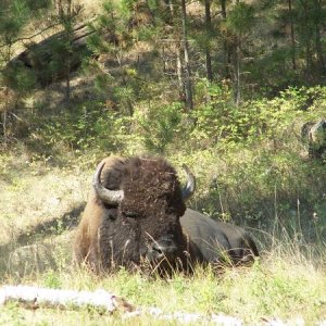 This guy was in Custer State Park and just enjoying the sun about 20 feet from the road