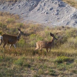 Crossed right in front of us on the road.  The little one still has spots