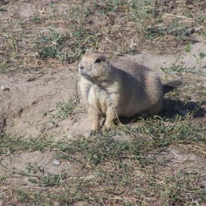 Prairie dog not sure where to go