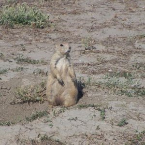 Prairie dog looking for a handout