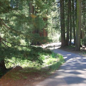 Sequoia NP