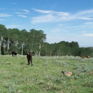 High country cows