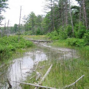 Shallow end of Pickerel lake