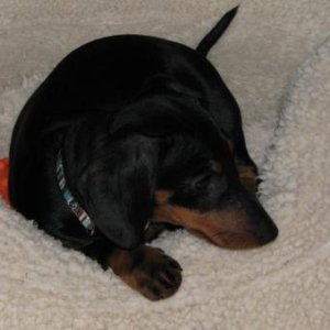 Toulouse our baby Dachshund. Born August 2012.