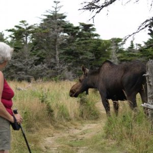 Did you think you would see a moose up this close?