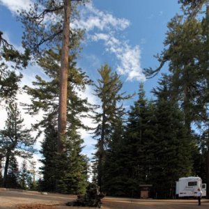 Camping under the big trees