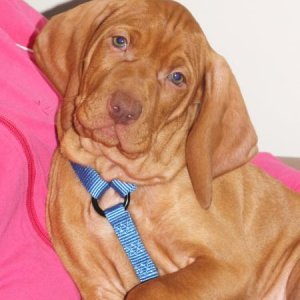 Vitus the Vizsla at 8 weeks.