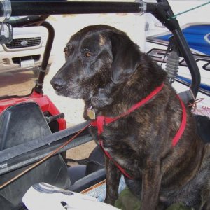 This dog loves to ride.  When the engine starts she is right there.  If you have a RZR and animals riding in the rear box make sure you pad it well fr