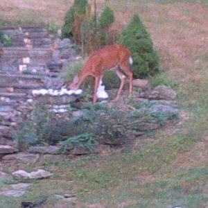 Right outside our window, Canonsburg Penna.