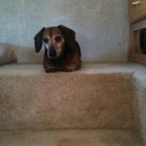 Lucy claiming the bunk area