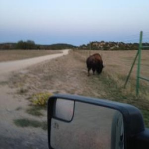 Buffalo during our truck cruise.