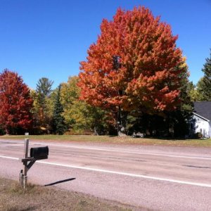 Fall colors at our place in Chassell