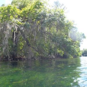 Rainbow River State Park 4/6/13