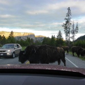 buffalo at west entry of yellowstone