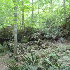 Bluff Trail - Florida Caverns SP - Memorial Day wkd